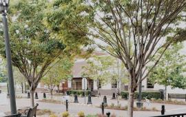 Photo of trees in the Dallas Courtyard