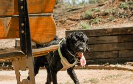 Dog Park Image