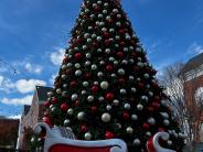 Tree in Day