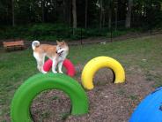 A dog at DogWoods park