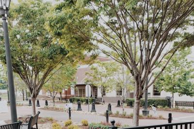 Photo of trees in the Dallas Courtyard