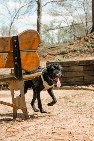 Dog Park Image